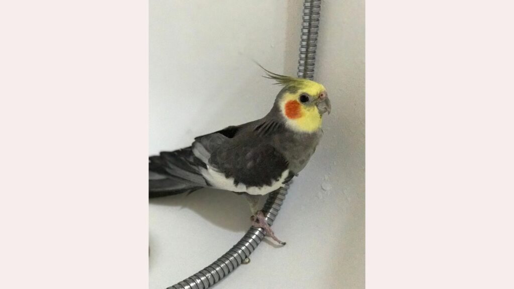 專訪｜貓奴總經理Valerie Yuen　文科女將的IT之路 